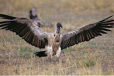 动视禁用《使命召唤19》Steam家庭共享功能 玩家愤怒